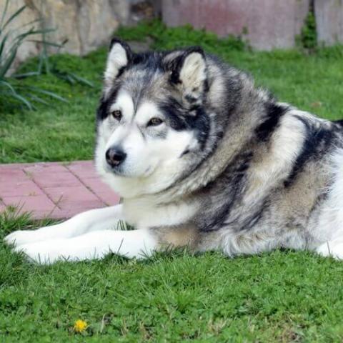 American akita x alaskan shops malamute