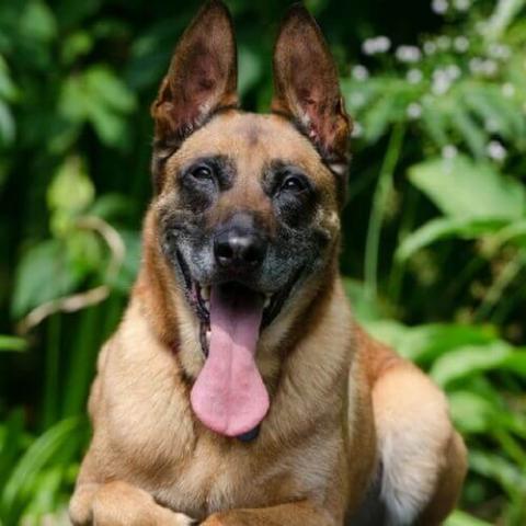 Breed of dog store malinois