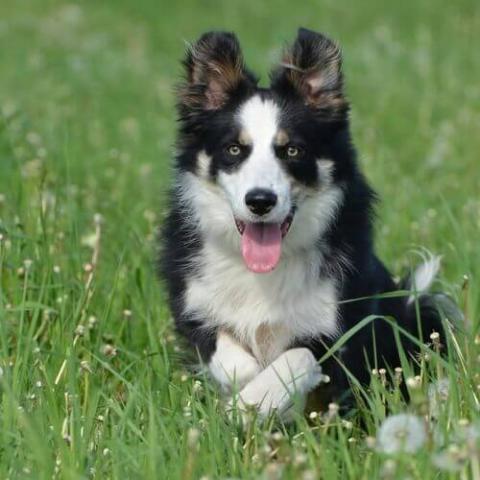Border Collie Puppies - Animal Facts Encyclopedia