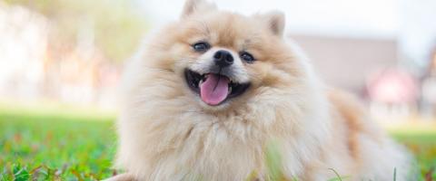 Tan Pomeranian smiling at camera