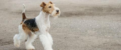 Wirehaired Fox Terrier Breed