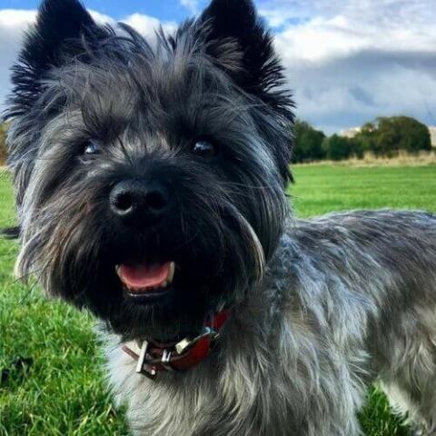 Large 2025 cairn terrier