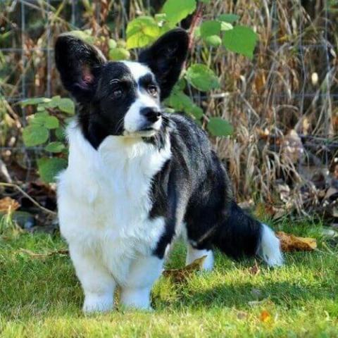 large corgi breed