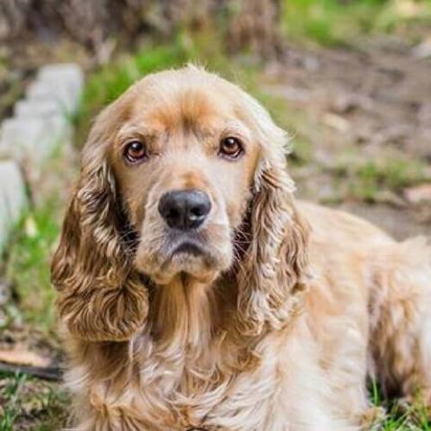 Large cocker shop spaniel breed