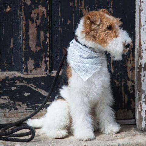 what health problems do fox terriers have