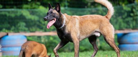 Belgian Malinois, breed guide.