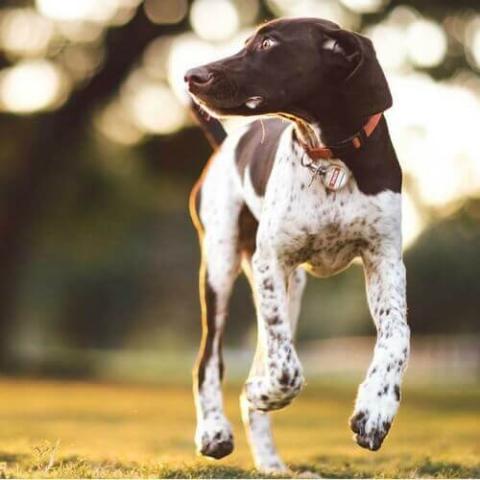 does the german shorthaired pointer have rabies