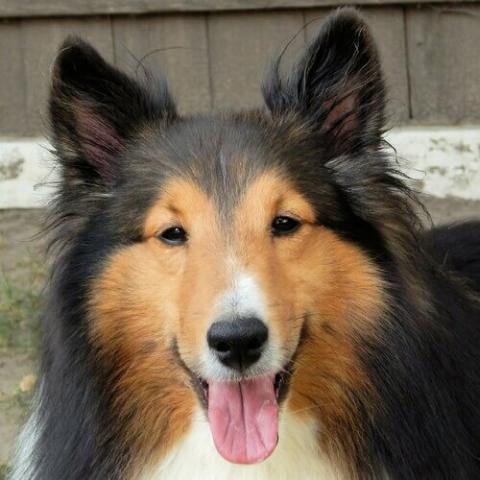 Shetland store dog breed