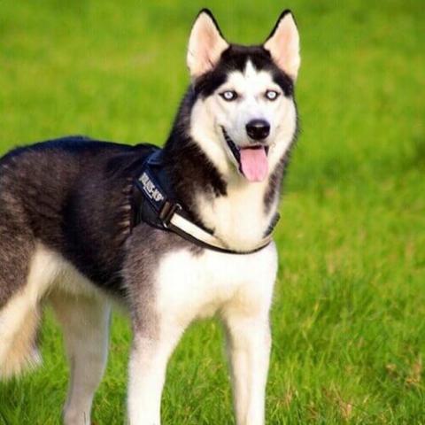 Siberian husky hot sale dog breeds