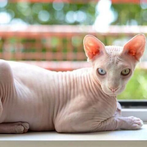 A discount hairless cat