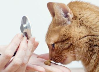 Why Skipping Cat Wellness Visits Can Be Risky: A Veterinarian&#039;s Point of View