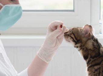 Pet Diabetes Facts to Know to Keep Your Cat or Dog Healthy