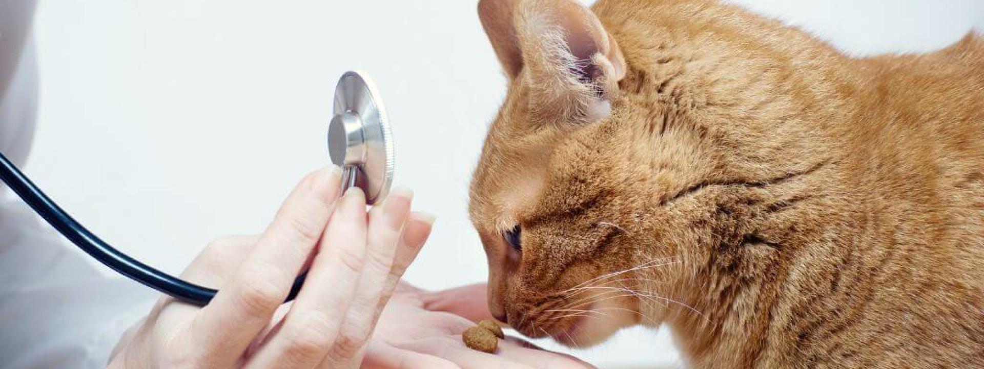 Orange cat at wellness exam with doctor.